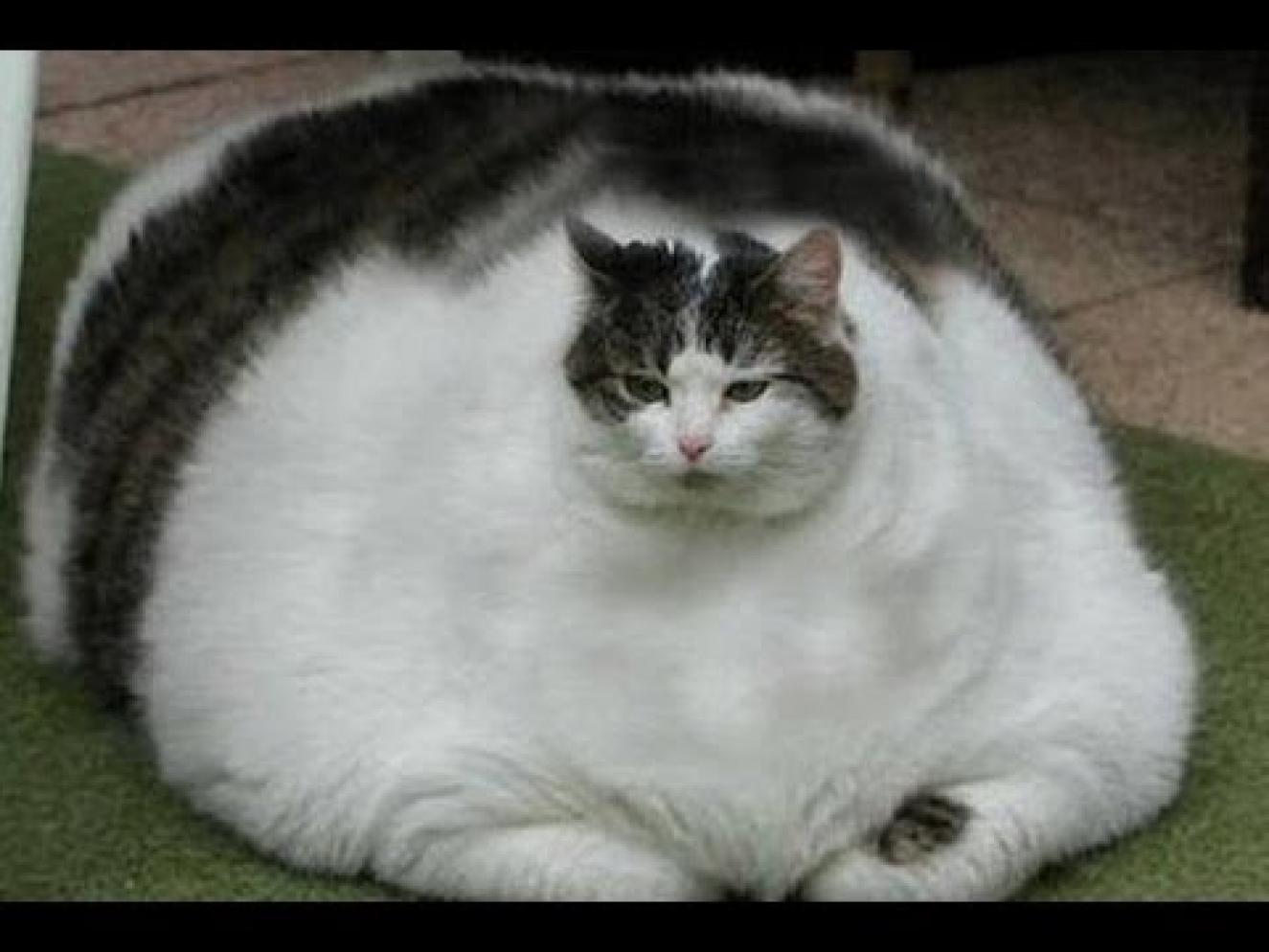 Top 18 Extremely Fat Cats